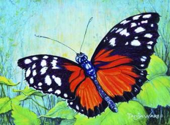 Butterfly Beauty | Obraz na stenu