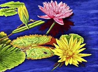 Water Lilies III | Obraz na stenu