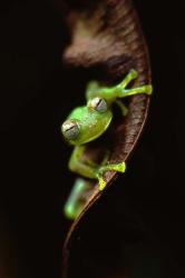 Frog Portrait | Obraz na stenu