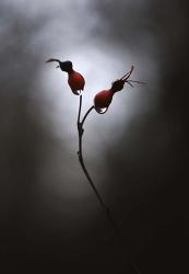 Rose Hips | Obraz na stenu