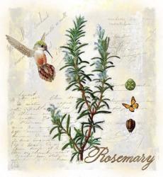 Rosemary Herb | Obraz na stenu