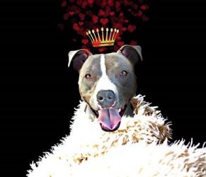 Royal Love Pup - Pit Bull Terrier | Obraz na stenu