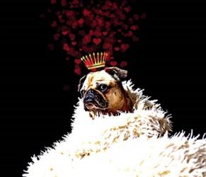 Royal Love Pup - Pug | Obraz na stenu