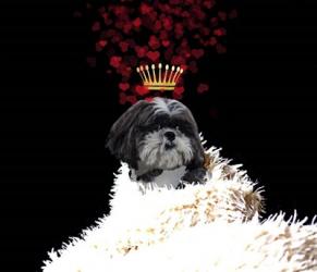 Royal Love Pup - Shi Tzu | Obraz na stenu