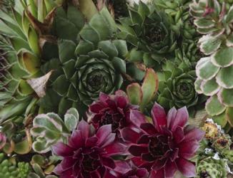 Succulent Garden | Obraz na stenu