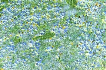 Field of Blue Flowers | Obraz na stenu