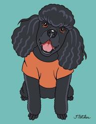 Poodle Black | Obraz na stenu