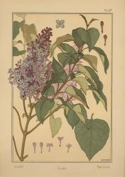 Plate 49 - Lilac | Obraz na stenu