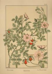 Plate 67 - Wild Rose | Obraz na stenu