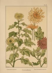 Plate 70 - Chrysanthemum | Obraz na stenu