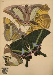 Plate 8 - Papillons | Obraz na stenu