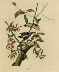 Downy Woodpecker | Obraz na stenu
