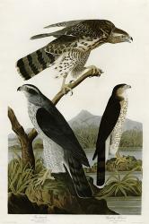 Goshawk Stanley Hawk | Obraz na stenu