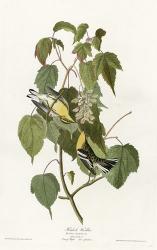 Hemlock Warbler | Obraz na stenu