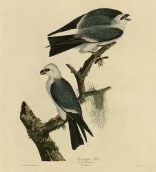 Mississippi Kite | Obraz na stenu