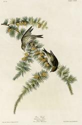 Pine Finch | Obraz na stenu