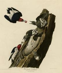 Red Headed Woodpecker | Obraz na stenu