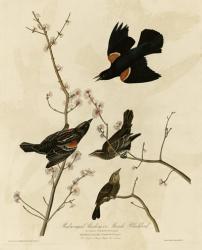 Redwinged Starling | Obraz na stenu