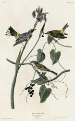 Yellow Crown Warbler | Obraz na stenu