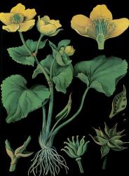 Marsh Marigold | Obraz na stenu