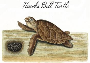 Hawks Bill Turtle | Obraz na stenu