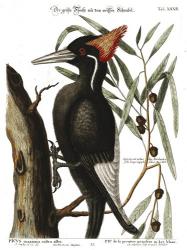 Ivory Billed Woodpecker | Obraz na stenu