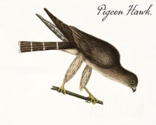 Pigeon Hawk | Obraz na stenu