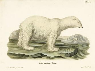 Polar Bear. II | Obraz na stenu