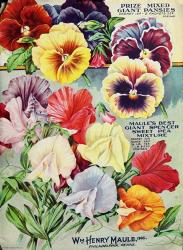 Maule Seeds Pansies, 1915 | Obraz na stenu