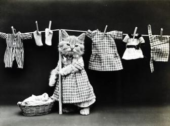 Kitty Laundry | Obraz na stenu