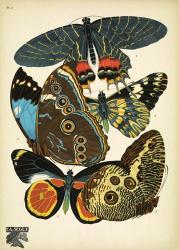 Papillons 2 | Obraz na stenu