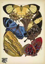 Papillons 4 | Obraz na stenu