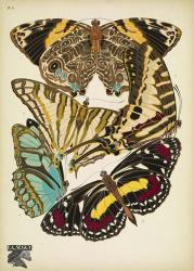 Papillons 5 | Obraz na stenu