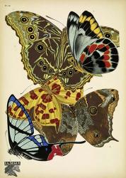 Papillons 15 | Obraz na stenu