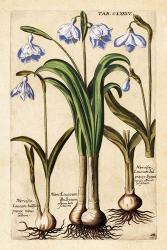 Matthaeus Merian Narcissus-Early16s | Obraz na stenu