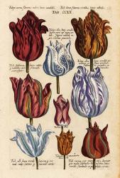 Matthaeus Merian Tulips-Early16s | Obraz na stenu