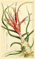 Tillandsia Bulbosa 1847 | Obraz na stenu