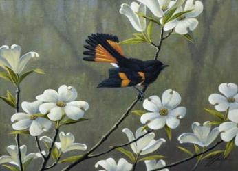 Redstart & Dogwood | Obraz na stenu