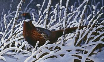 Fresh Snow - Ringneck Pheasant | Obraz na stenu