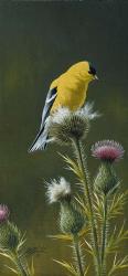 Goldfinch On Thistle | Obraz na stenu