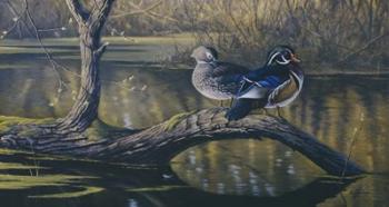 Spring Pair - Wood Ducks | Obraz na stenu