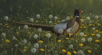 Dandy Rooster - Formosan Ring-necked Pheasant | Obraz na stenu