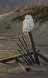 Dune Watcher - Snowy Owl | Obraz na stenu