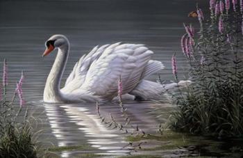 Summer Idyll - Mute Swan | Obraz na stenu