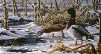 Spring Thaw - Mallards | Obraz na stenu