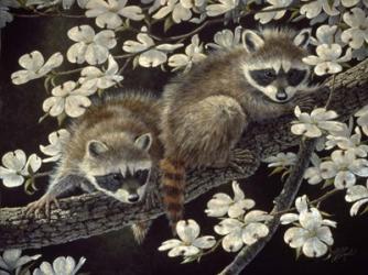 Dogwood Hideout - Young Raccoons | Obraz na stenu