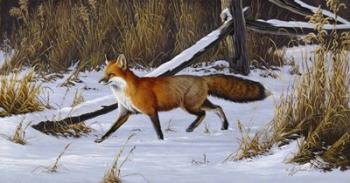 Fox Trot  - Red Fox | Obraz na stenu