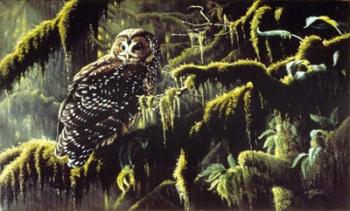 Spirit Of Ancient Forests - Spotted Owl | Obraz na stenu