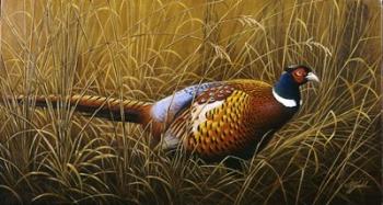 Sneaking Through The Long Grass - Ring Neck Pheasant | Obraz na stenu