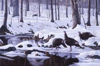 Hardwood Creek - Wild Turkeys | Obraz na stenu